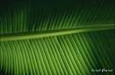 074Feuille palme.jpg